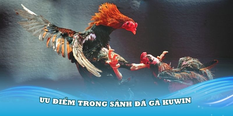 Điểm mạnh ấn tượng khi tham gia Đá Gà Kuwin