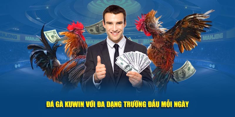 Đá gà Kuwin với đa dạng trường đấu mỗi ngày