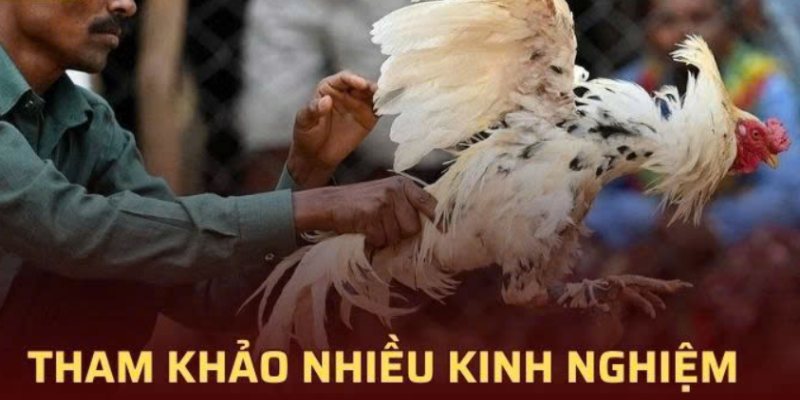 Tham khảo nhiều kinh nghiệm trong đá gà thomo KUWIN