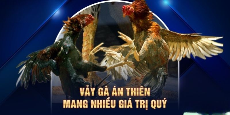 Ưu điểm độ hiếm cao khi chơi vảy gà Án Thiên Kuwin