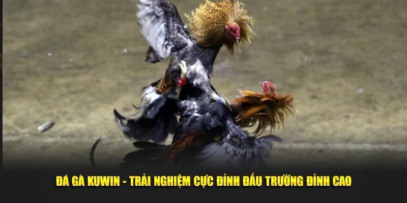 Thông tin về nhà cái chơi vảy Án Thiên uy tín Kuwin