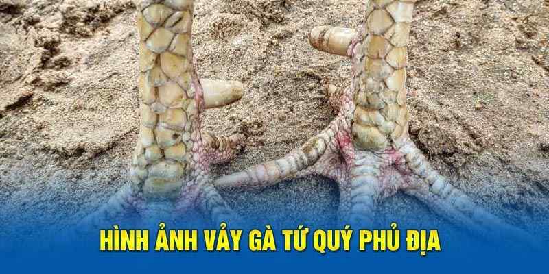 Thông tin sơ lược về vảy gà Phủ Địa Kuwin