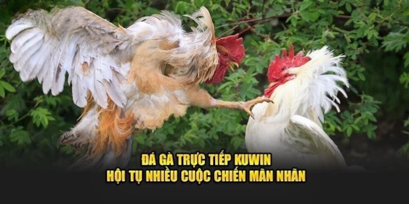 Thông tin về nhà cái chơi vảy gà Phủ Địa uy tín Kuwin