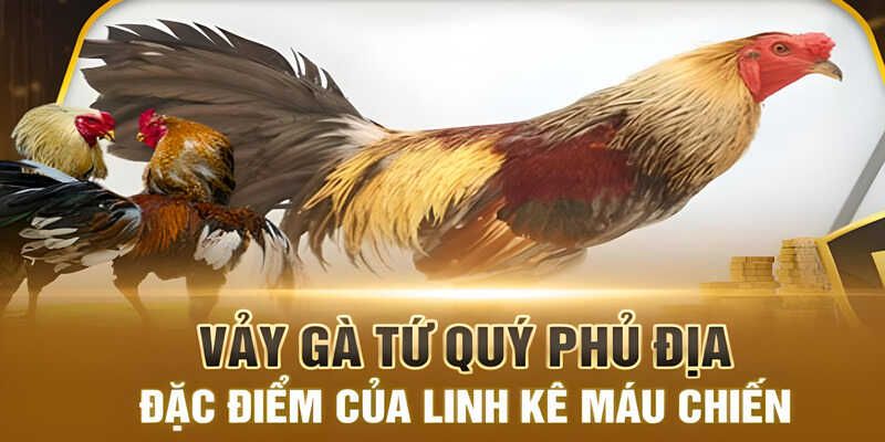 Các ưu thế vượt trội khi chơi vảy gà Phủ Địa Kuwin