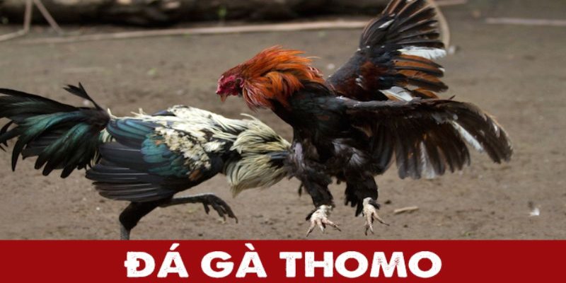 Đôi nét về nguồn gốc đá gà thomo KUWIN