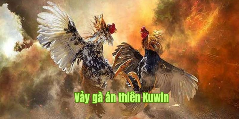 Vảy gà Án Thiên Kuwin