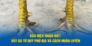 Vảy Gà Phủ Địa Kuwin